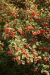 Fleshy Hawthorn fruit & foliage