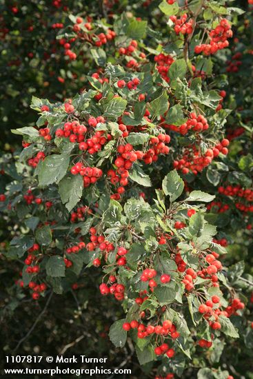 Crataegus macracantha var. occidentalis