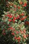 Fleshy Hawthorn fruit & foliage
