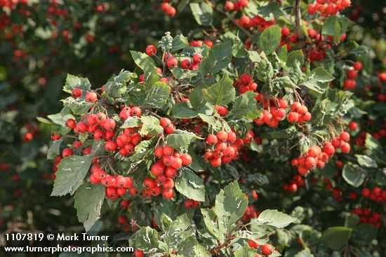 Crataegus macracantha var. occidentalis