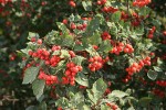 Fleshy Hawthorn fruit & foliage