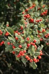 Fleshy Hawthorn fruit & foliage