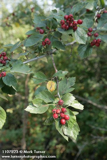 Crataegus okanaganensis