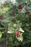 Okanagan Valley fruit & foliage