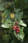 Okanagan Valley fruit & foliage detail