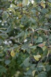 Okanagan Valley Hawthorn fruit & foliage