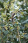 Okanagan Valley Hawthorn fruit & foliage