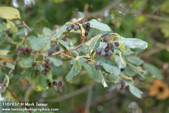 Crataegus okanaganensis