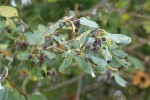 Okanagan Valley Hawthorn fruit & foliage