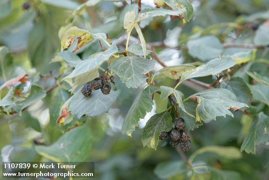 Crataegus okanaganensis