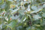 Okanagan Valley Hawthorn fruit & foliage