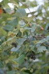 Okanagan Valley Hawthorn fruit & foliage