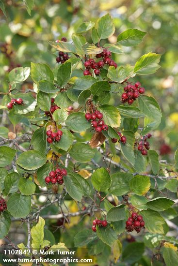 Crataegus okanaganensis