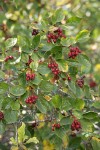 Okanagan Valley Hawthorn fruit & foliage