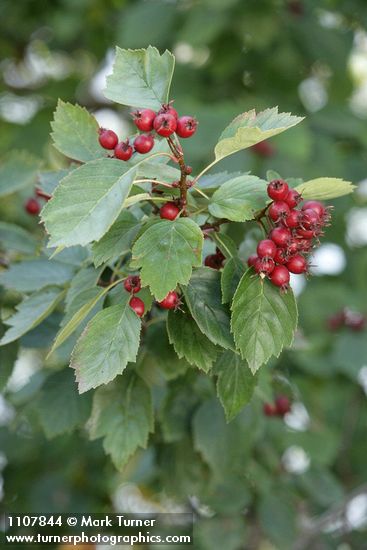 Crataegus okanaganensis