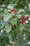 Okanagan Valley Hawthorn fruit & foliage