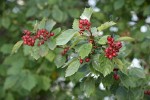 Okanagan Valley Hawthorn fruit & foliage