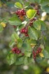 Okanagan Valley Hawthorn fruit & foliage