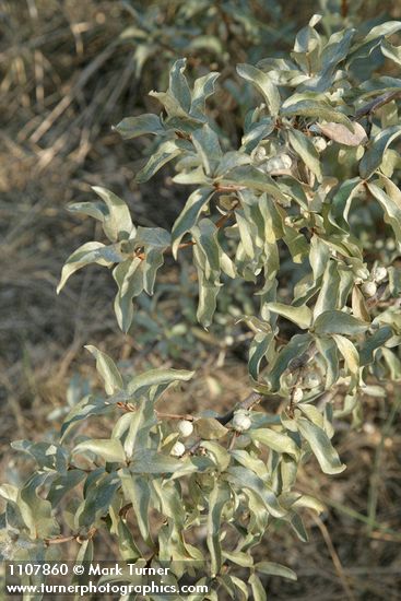 Elaeagnus commutata