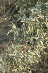 Slverberry fruit & foliage