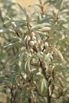 Slverberry fruit & foliage