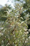 Slverberry fruit & foliage