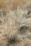 Prairie Sagewort