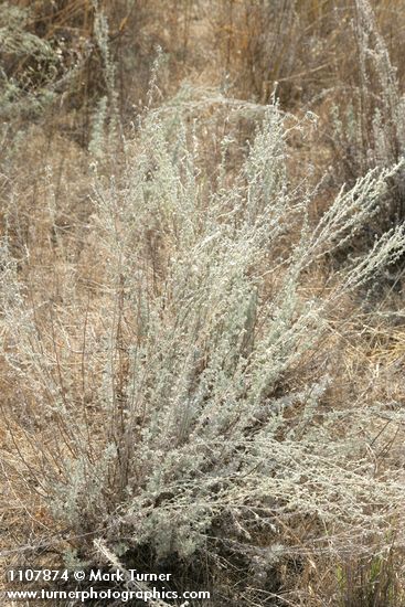 Artemisia frigida