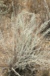 Prairie Sagewort