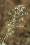 Prairie Sagewort foliage detail