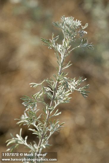 Artemisia frigida