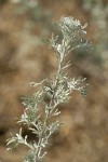 Prairie Sagewort foliage detail