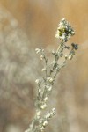 Prairie Sagewort blossoms & foliage detail