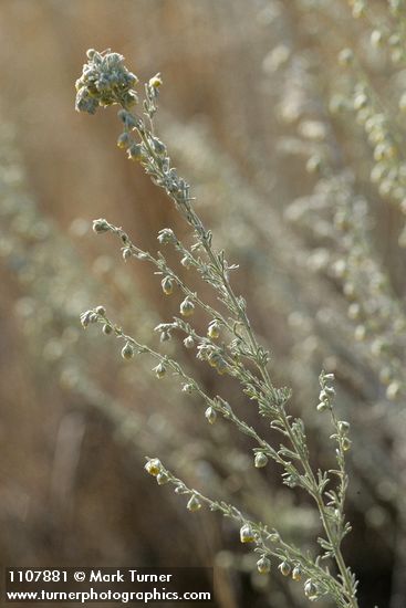 Artemisia frigida