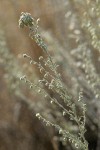 Prairie Sagewort blossoms & foliage detail
