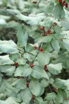 Russet Buffaloberry fruit & foliage