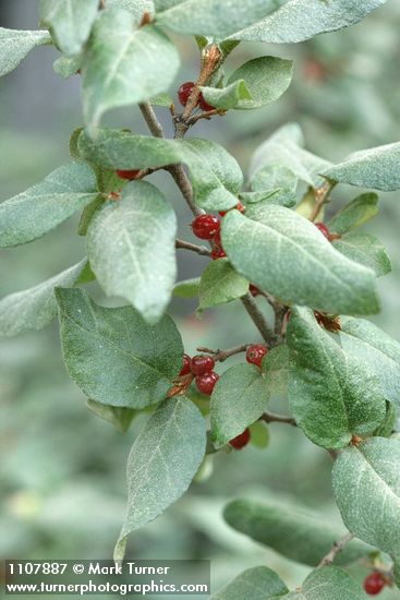 Shepherdia canadensis