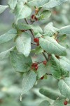 Russet Buffaloberry fruit & foliage