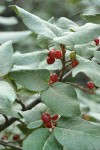 Russet Buffaloberry fruit & foliage