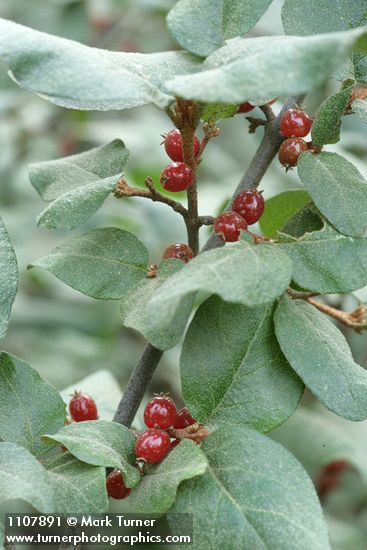 Shepherdia canadensis