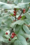 Russet Buffaloberry fruit & foliage