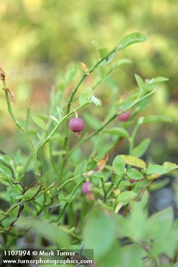 Vaccinium scoparium