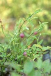 Grouseberry fruit & foliage