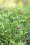 Grouseberry fruit & foliage