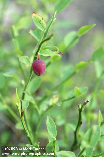 Vaccinium scoparium