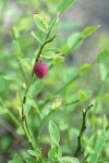 Grouseberry fruit & foliage detail