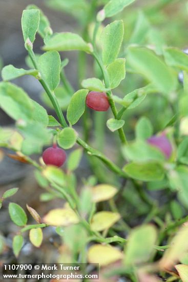 Vaccinium scoparium