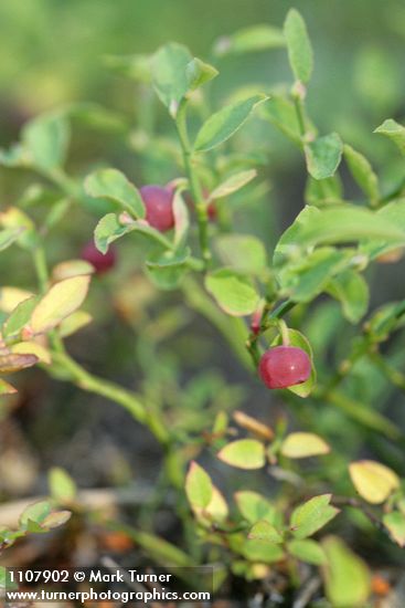 Vaccinium scoparium