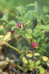 Grouseberry fruit & foliage detail