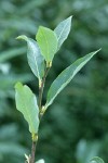 Drummond's Willow foliage detail